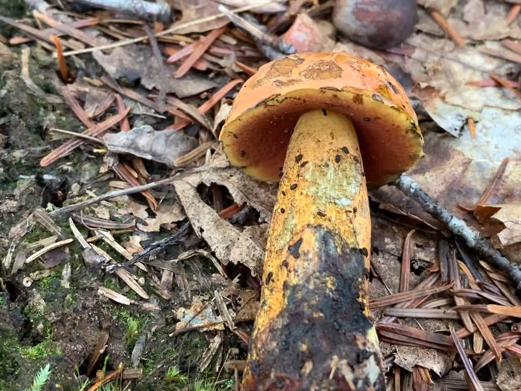 Red-mouth Bolete, photo 3 of 5