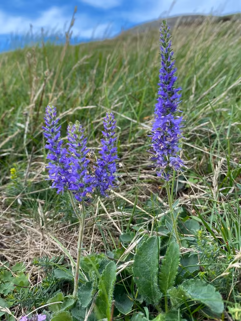 Spiked speedwell, photo 1 of 5