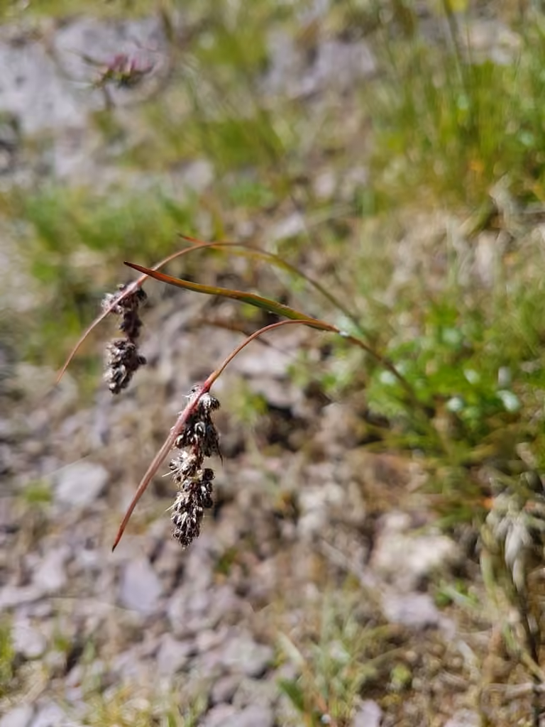 Spiked woodrush, photo 1 of 5