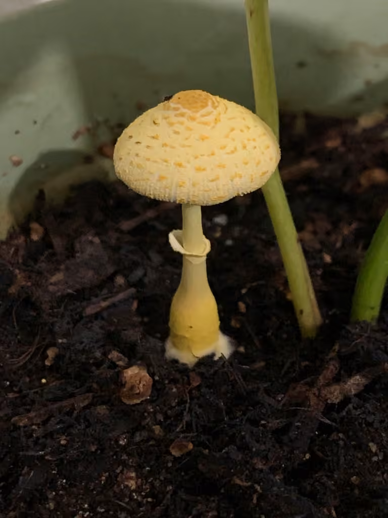 Lépiote jaune