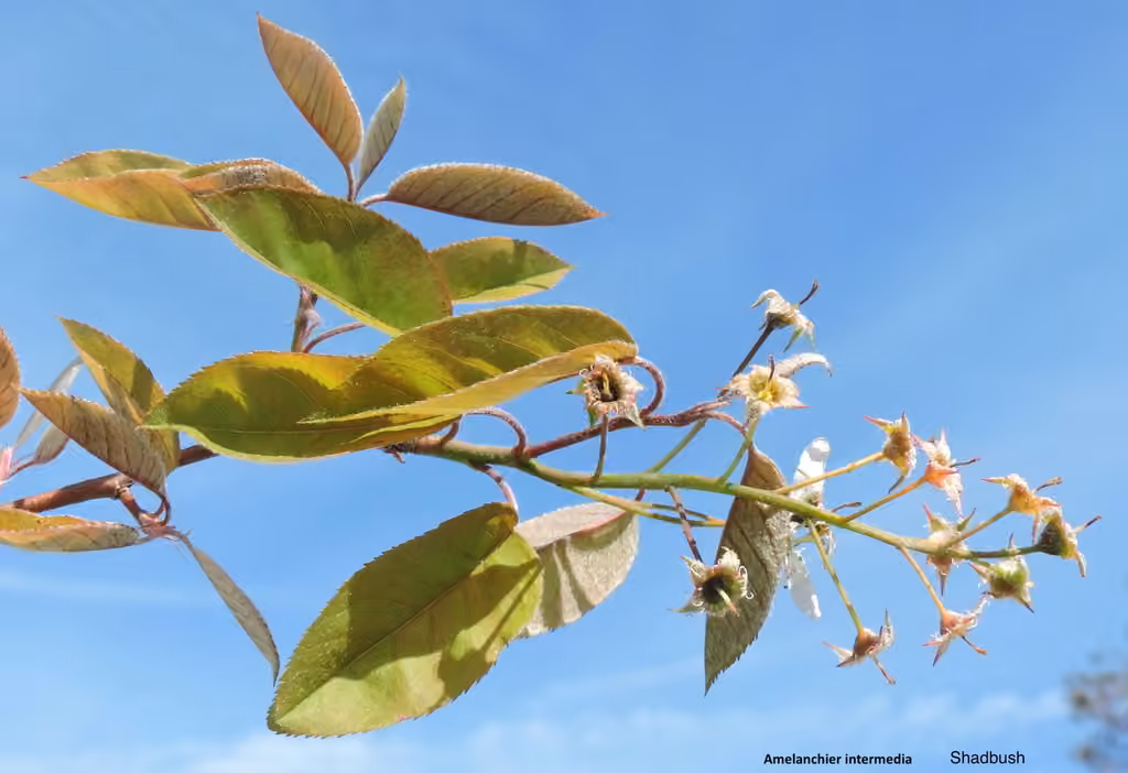 Intermediate shadbush, In flower