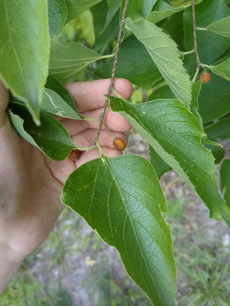 Micocoulier occidental, En fruits