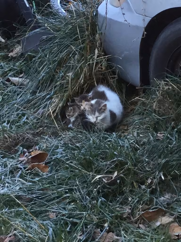 Chat, Femelle