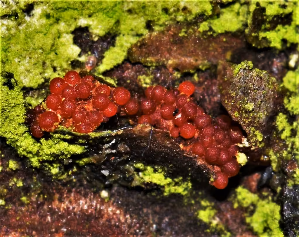Corinectria fuckeliana, photo 1 of 5