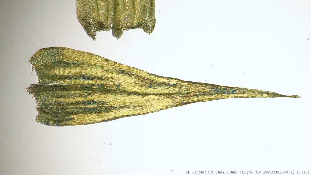Pleated Foxtail Moss, photo 3 of 5