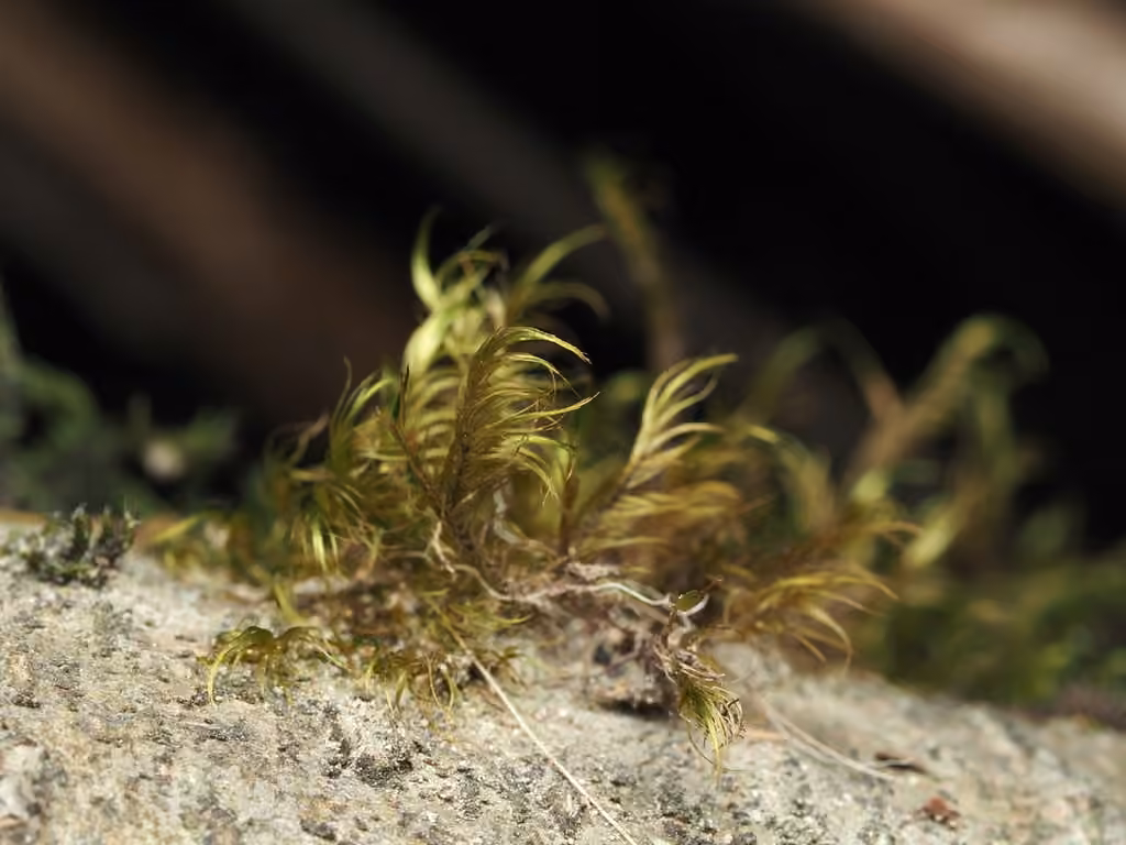 Sickle dichelyma moss, photo 2 of 5