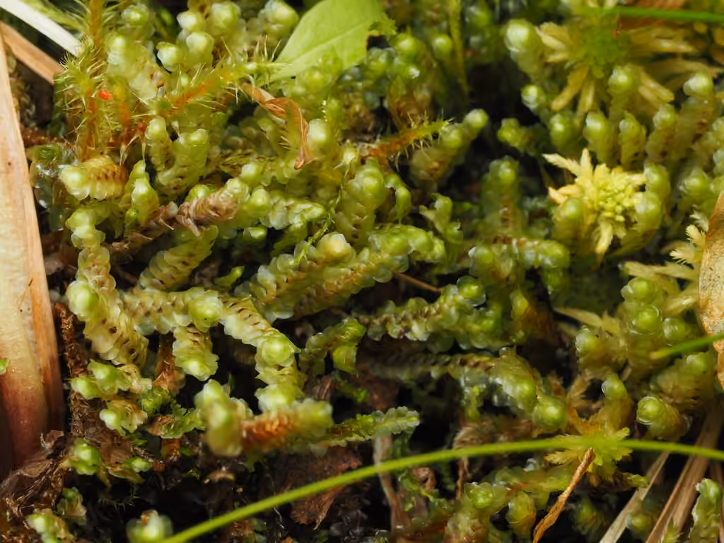 Floppy Earwort, photo 1 of 5