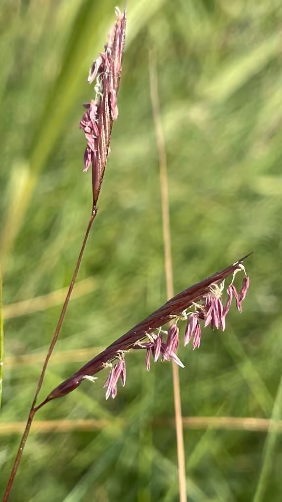 Spartine étalée, En fleurs