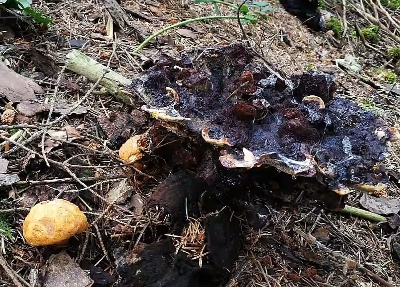 Wood Bolete, photo 2 of 5