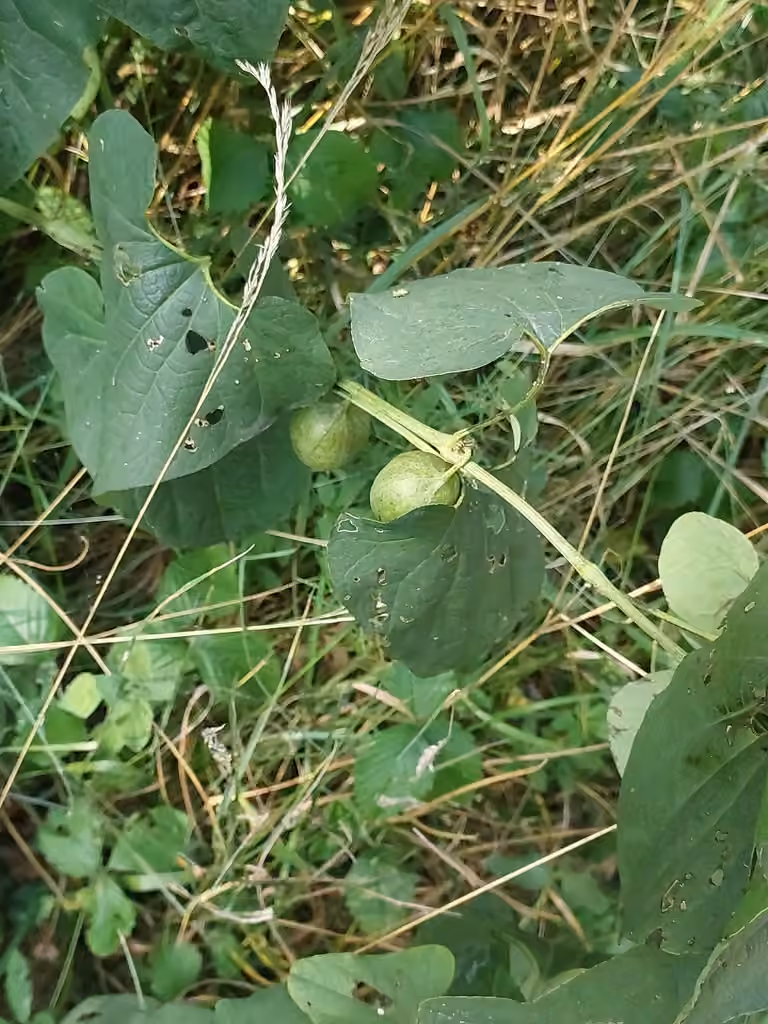Birthwort, In fruit