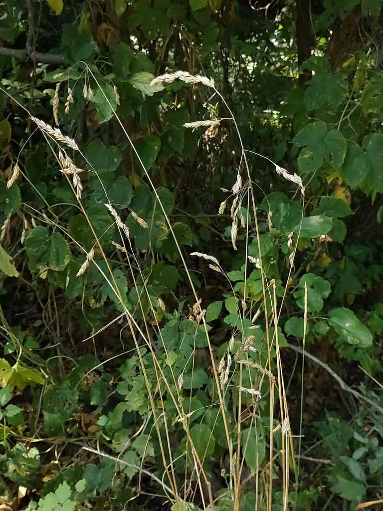 Cocksfoot, In fruit