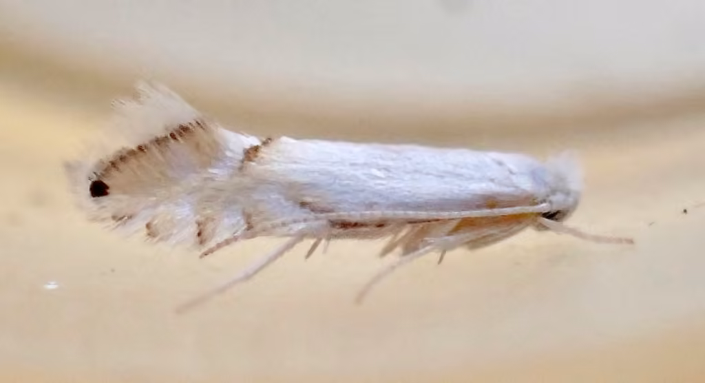 Phyllonorycter clemensella, Adult