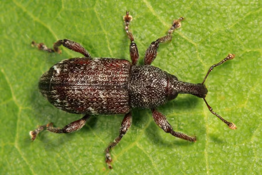 Seedling Debarking Weevil, photo 1 of 5