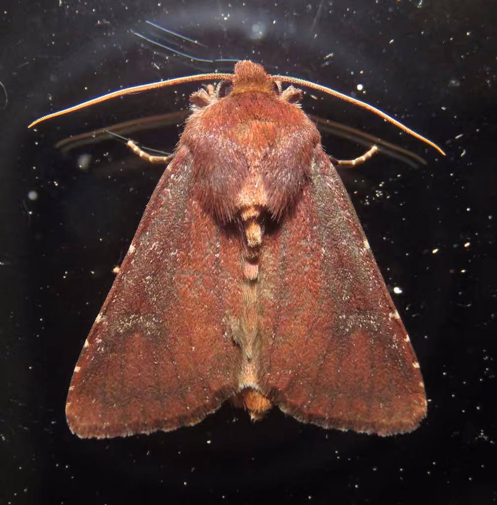Maroonwing Moth, Adulte