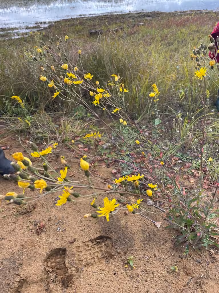 New England hawkweed, In flower