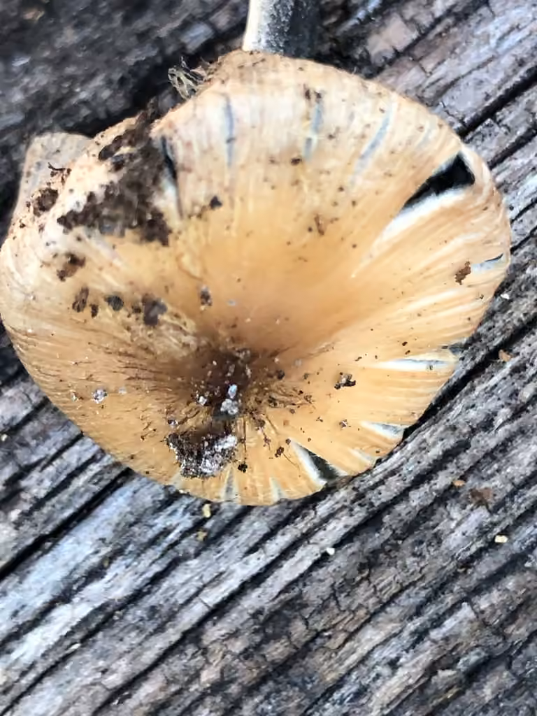 Coprinopsis insignis, photo 2 sur 5