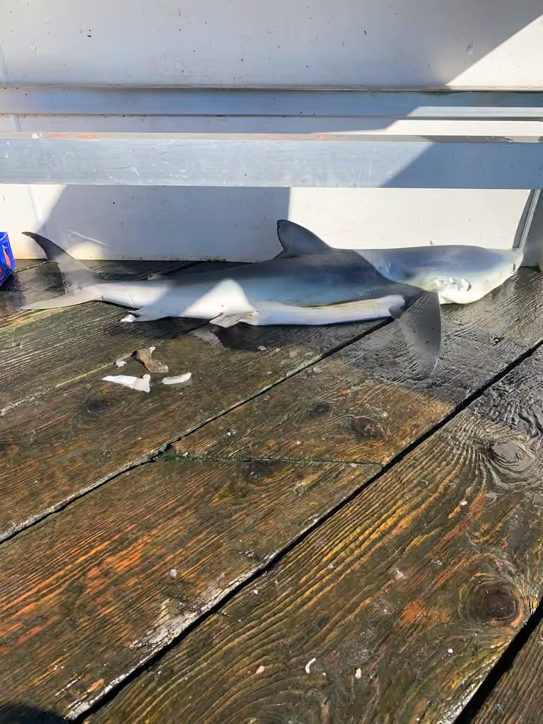 Blue Shark, Female