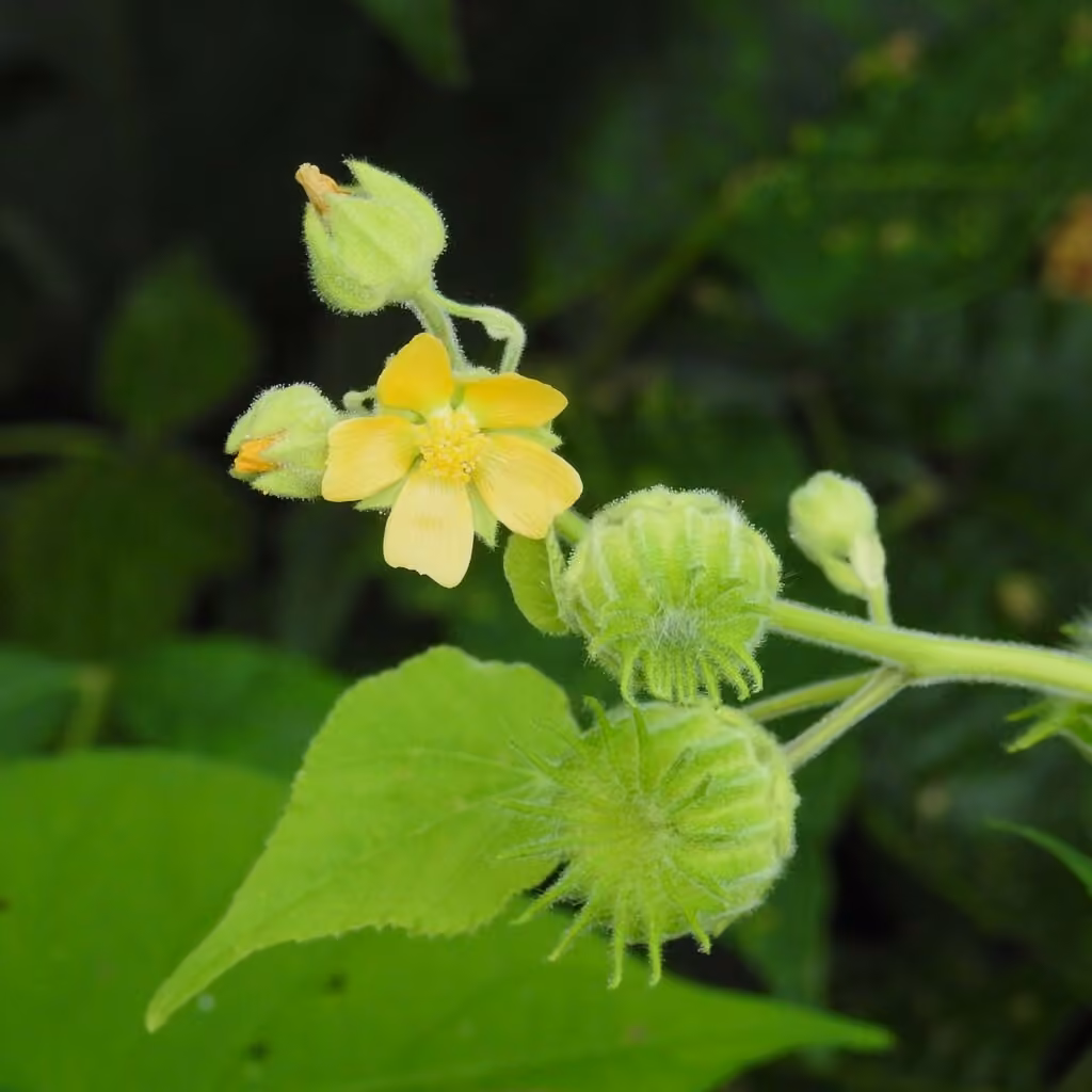 Abutilon à pétales jaunes, En boutons