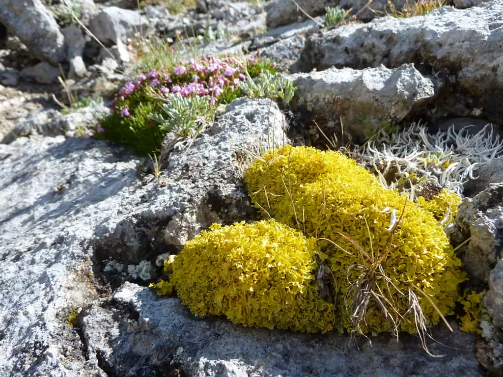 Vulpicide calcaire, photo 3 sur 5