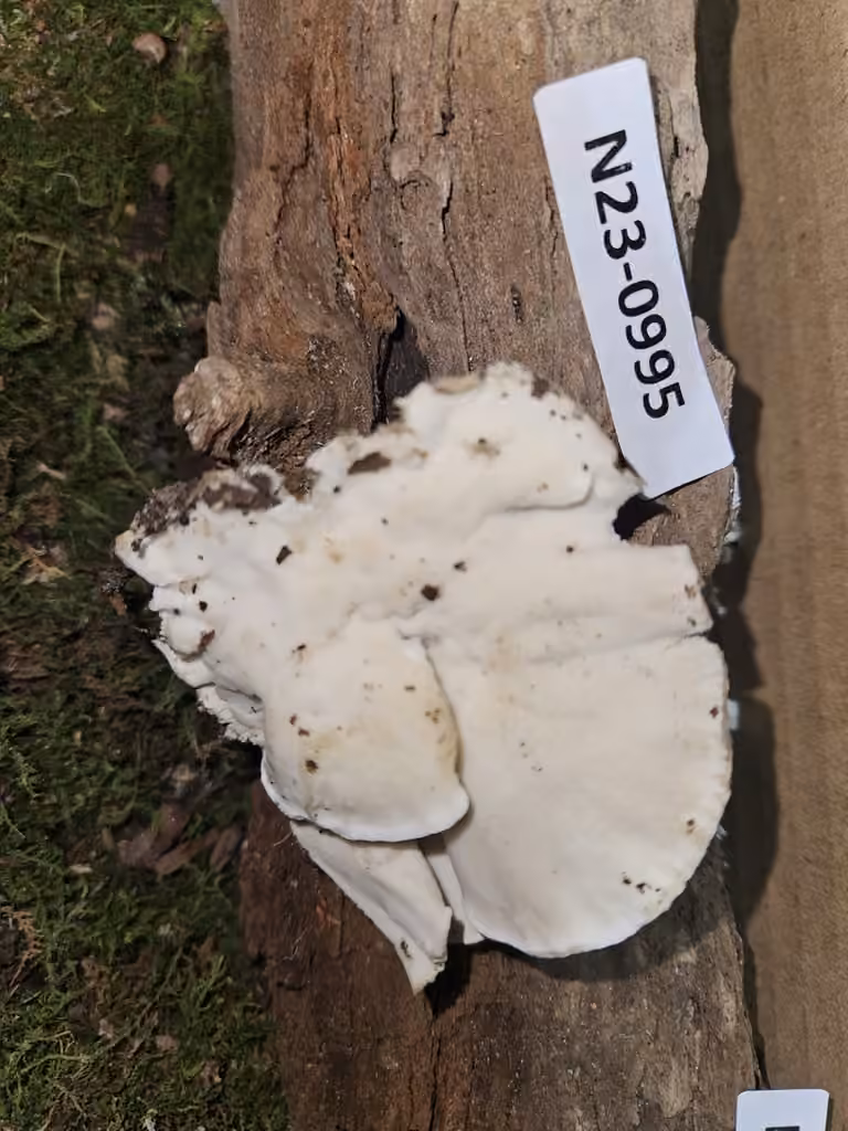Polypore laiteux, photo 3 sur 5