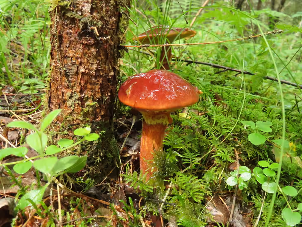 Larch Bolete, photo 2 of 5