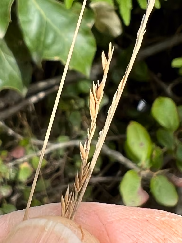 Hair fescue, photo 2 of 5