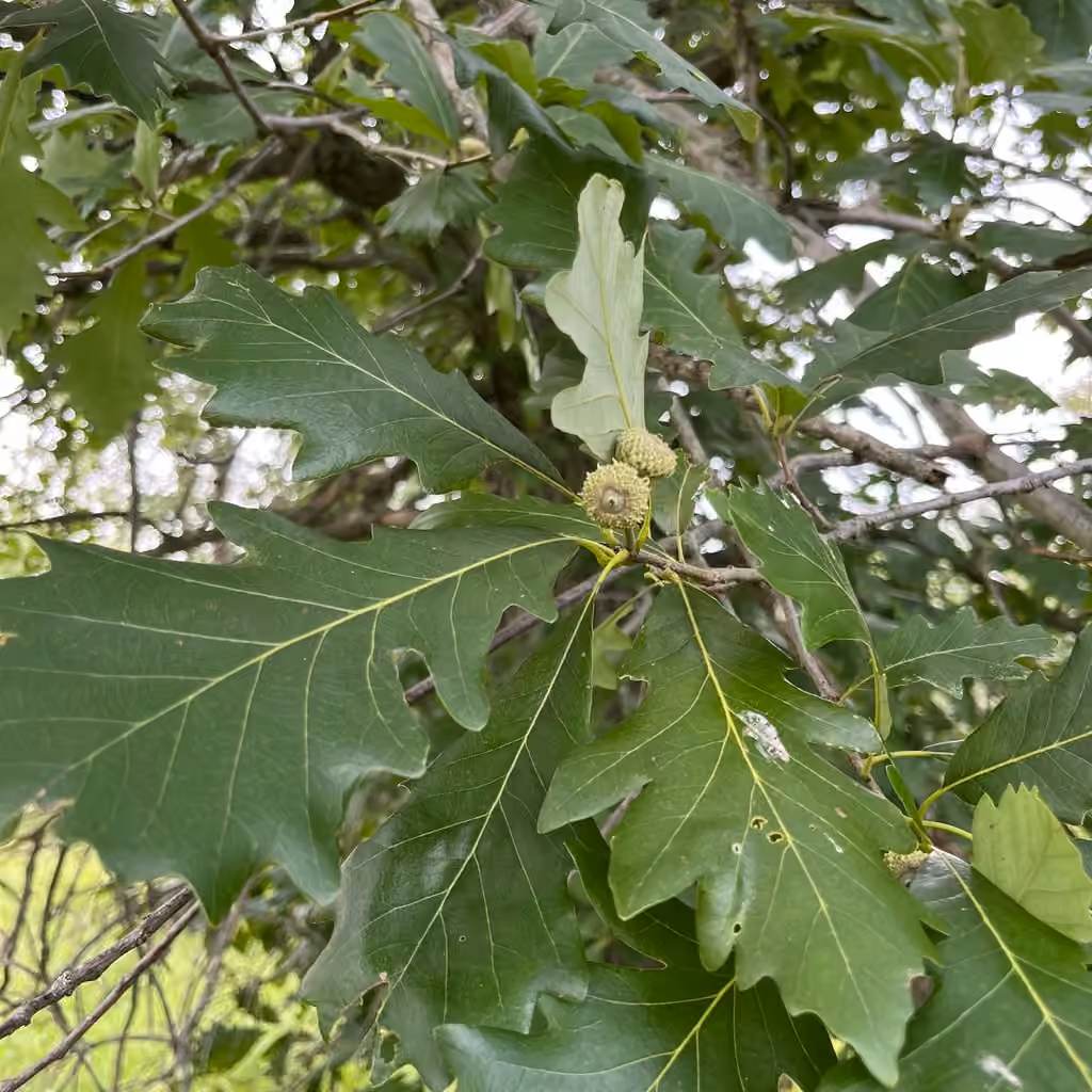 Chêne bicolore