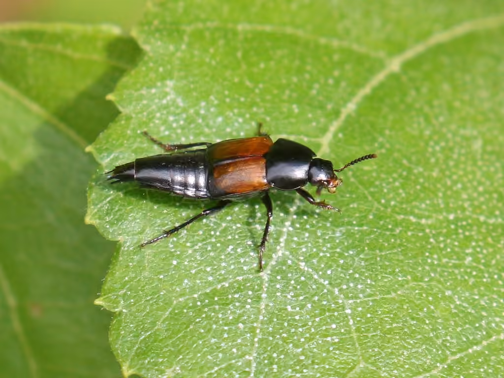 Tachipore fimbrié