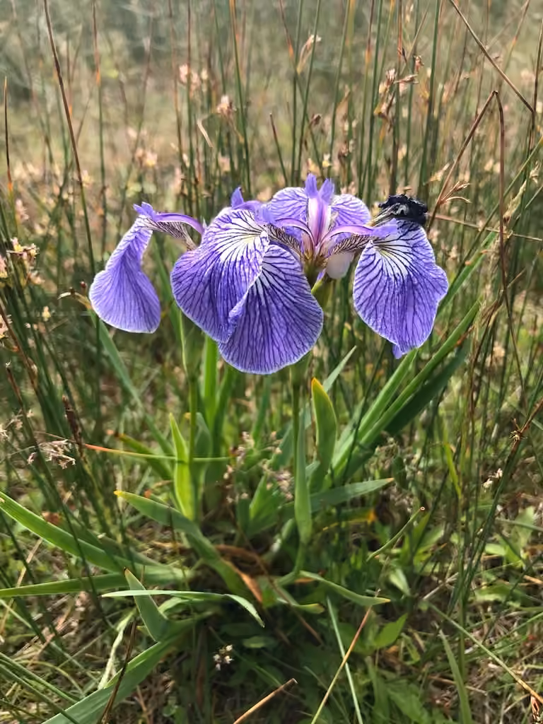 Canada beachhead iris, photo 3 of 5