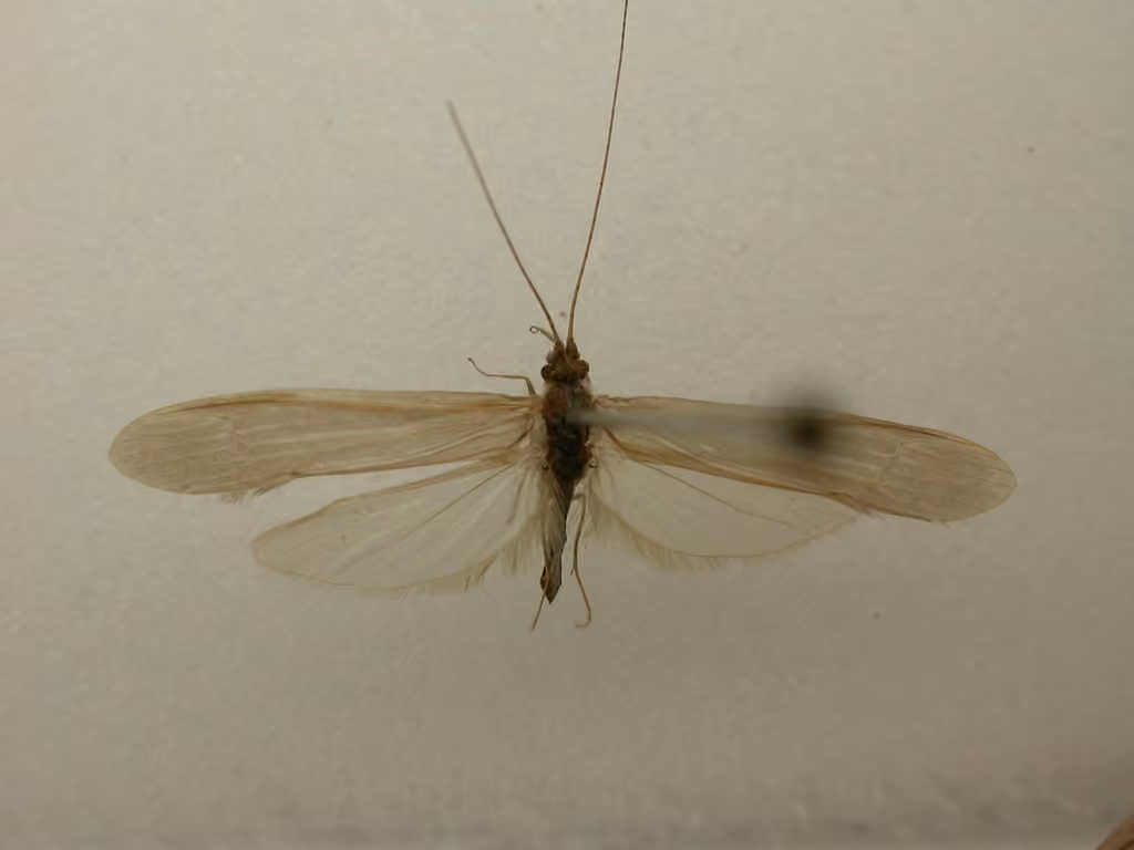 Leptocère ocré, photo 3 sur 5