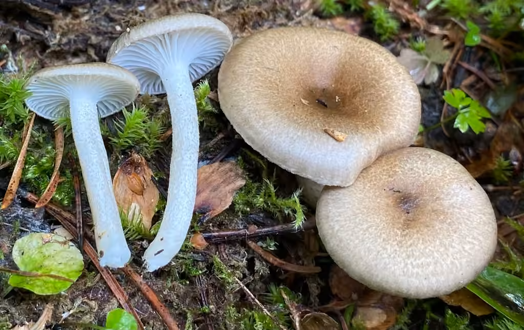 Hygrophore pustuleux d'Amérique, photo 3 sur 5