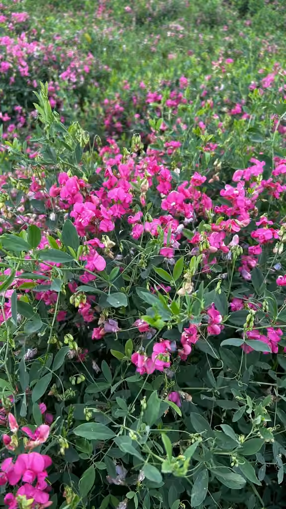 Earth-nut pea, photo 1 of 5