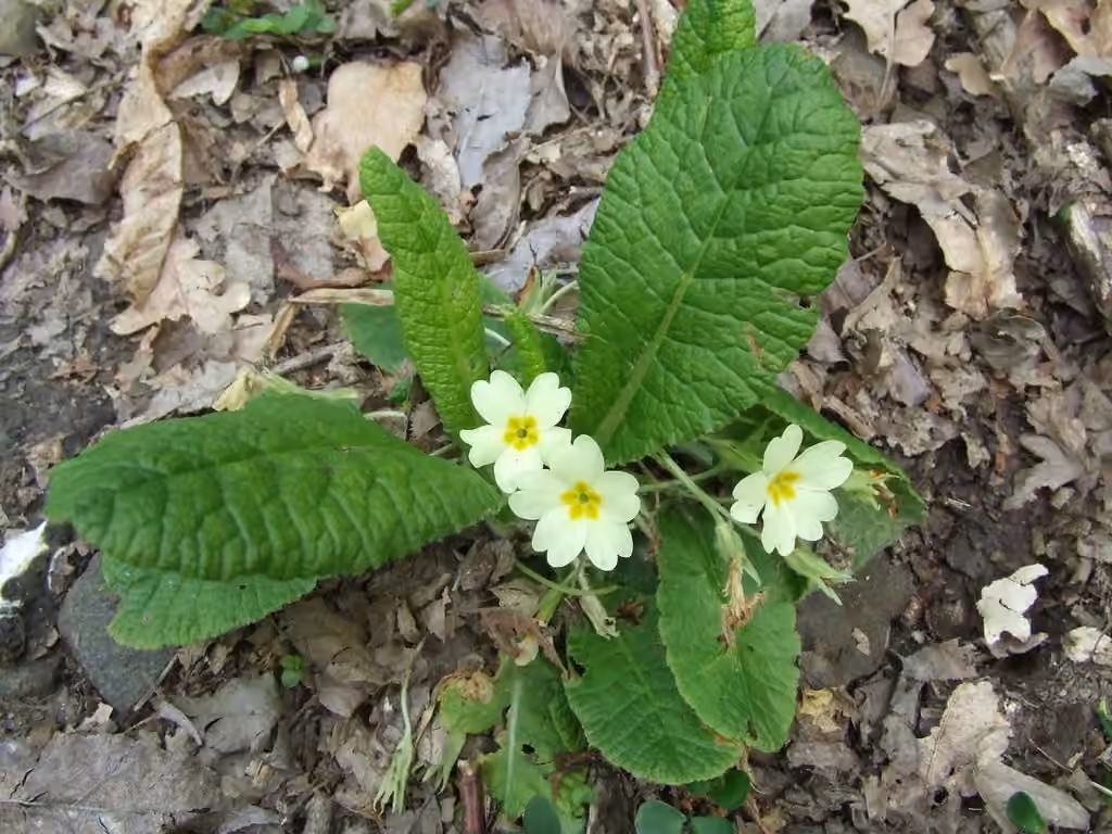English primrose, photo 3 of 5
