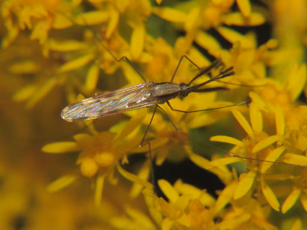 Woodland Malaria Mosquito, Male