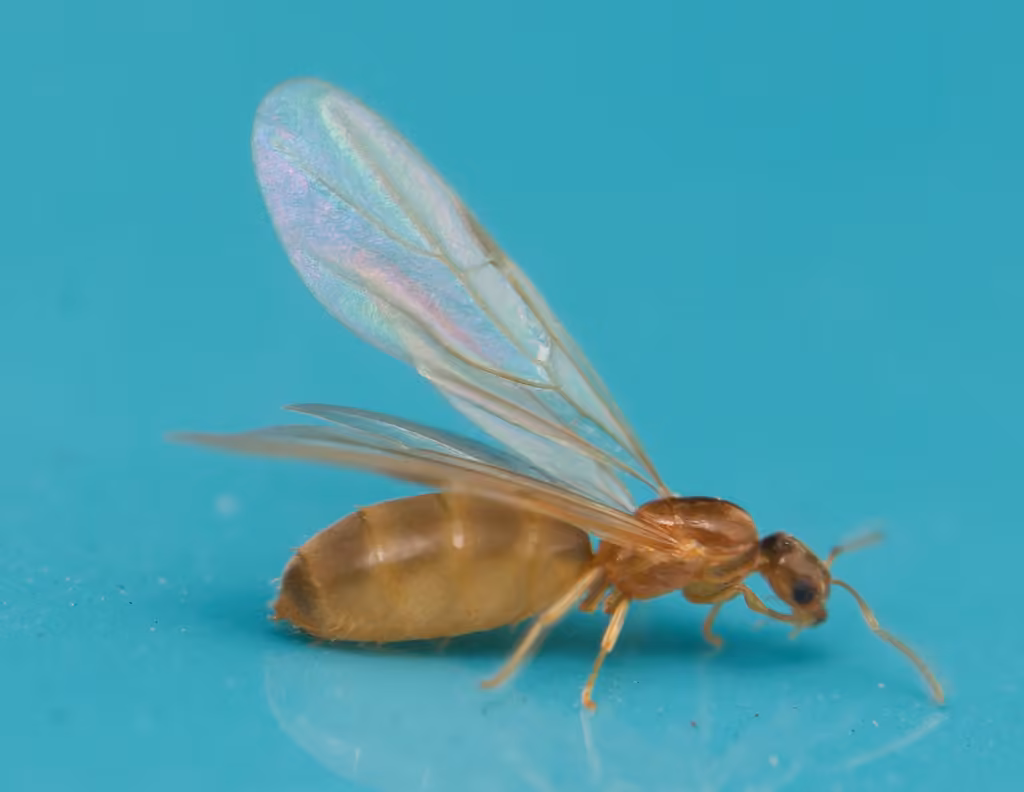 Hairless Rover Ant, Female