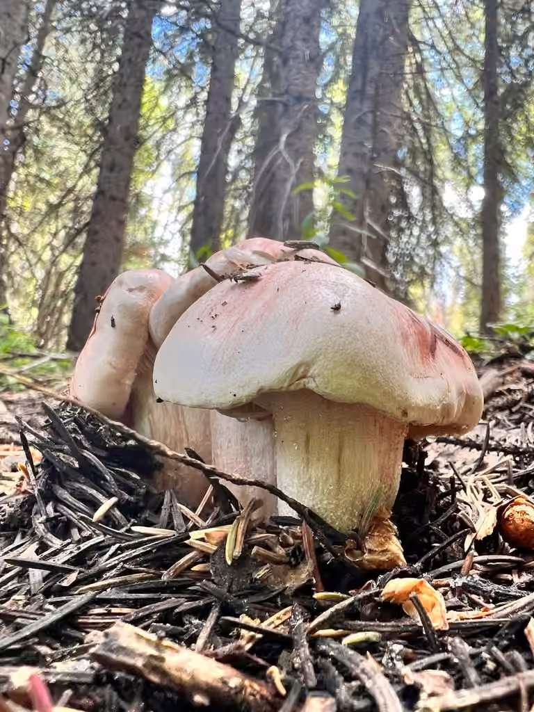 Hygrophore pudibond, photo 2 sur 5