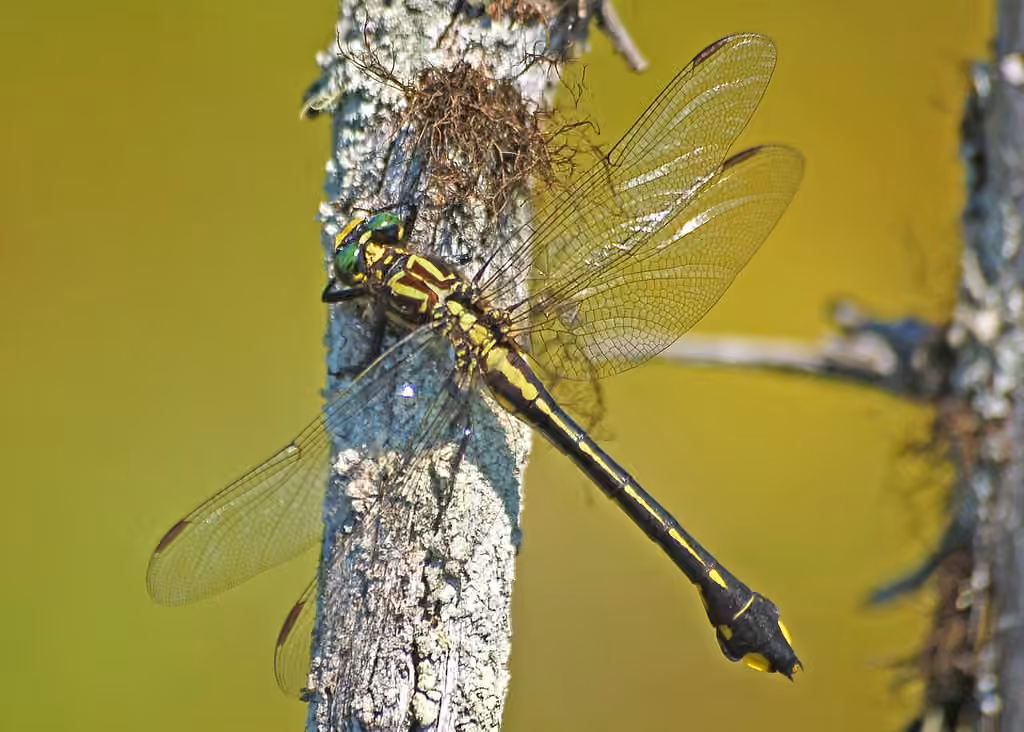 Cobra Clubtail, Adult