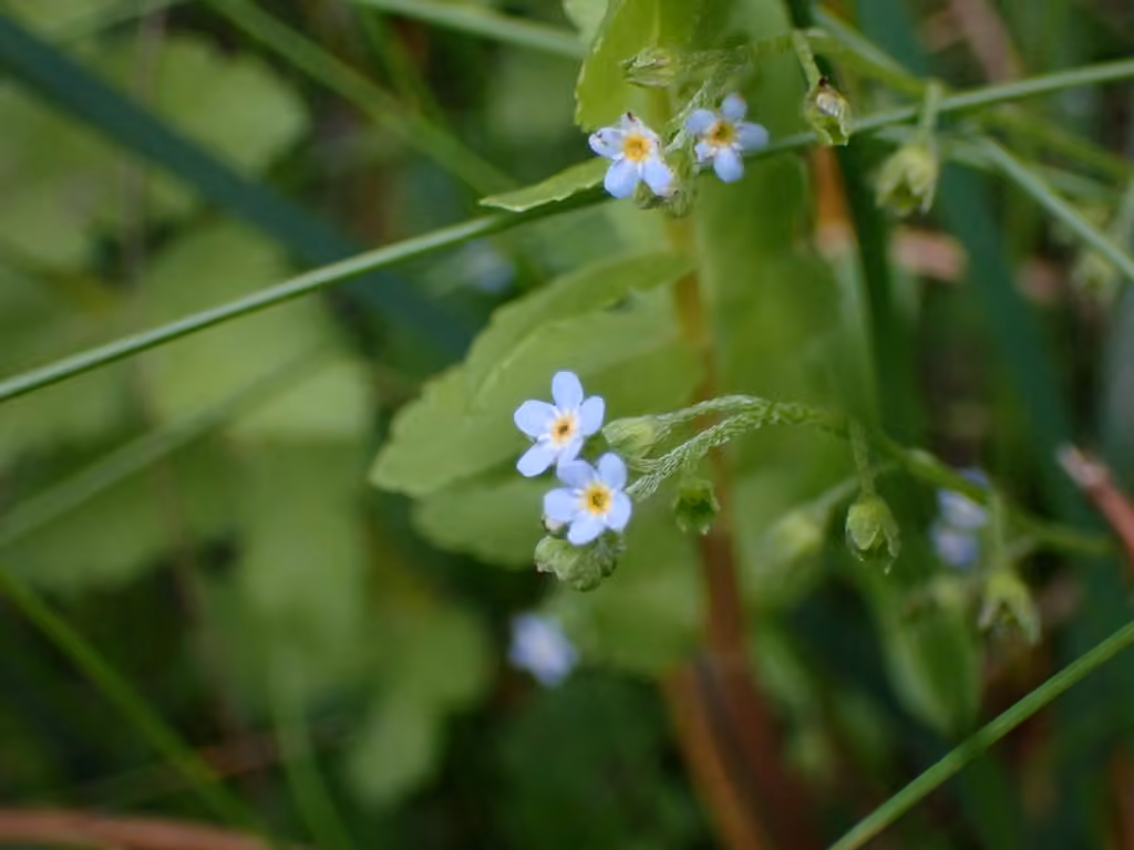 Myosotis laxiflore, En fleurs