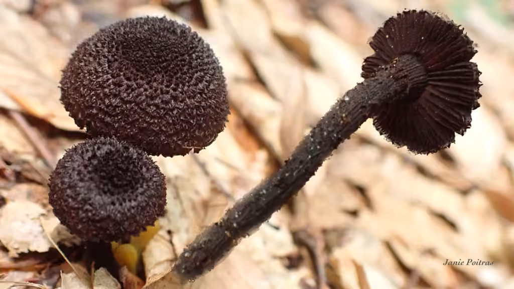 Inocybe de Tahquamenon, photo 2 of 5