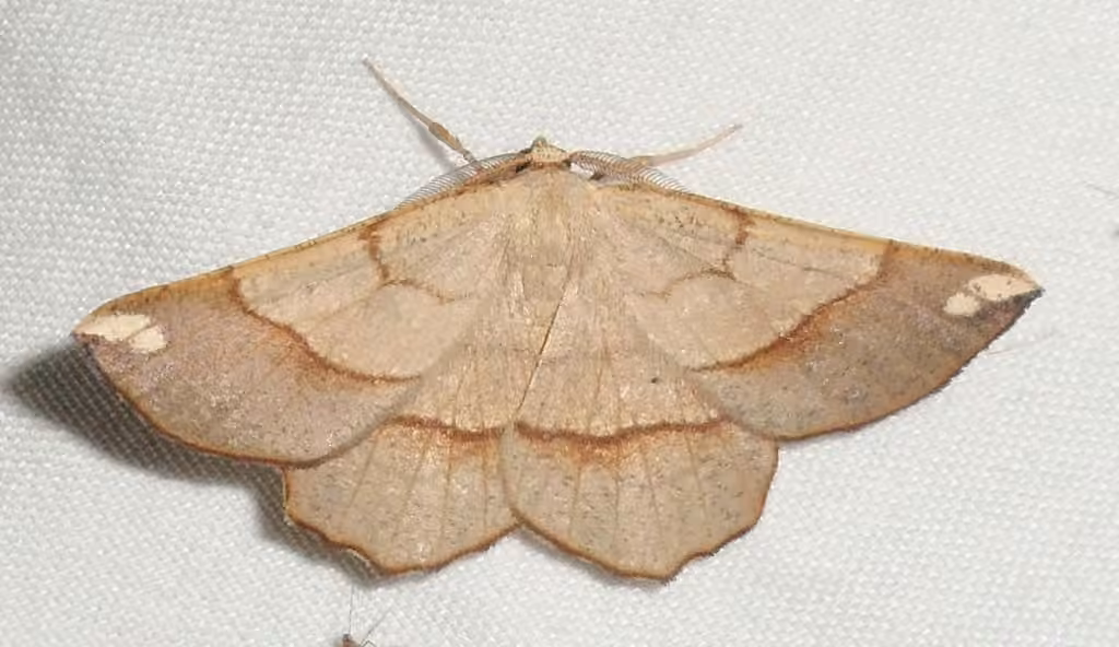 Scrub Euchlaena Moth, Adult male