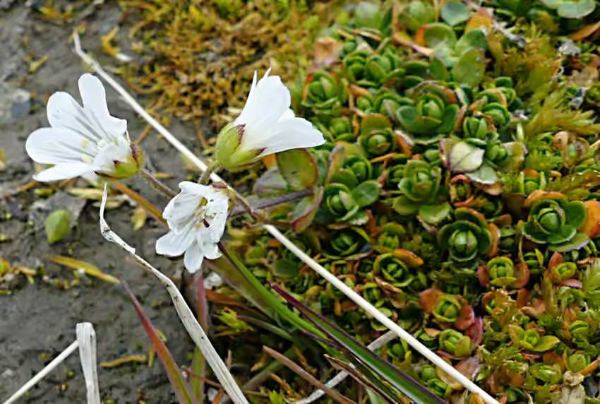 Regel's chickweed, photo 1 of 5