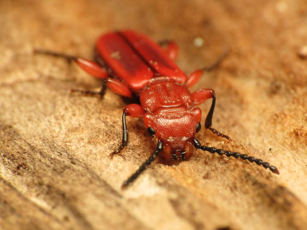 Cucujide rouge, Adulte