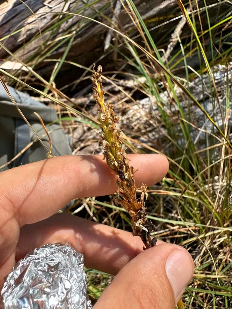 Boreal bog orchid, In fruit