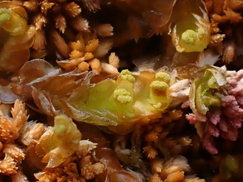 Mylie des tourbières, photo 3 sur 5