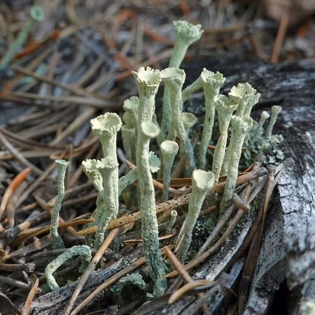 Cladonie difforme, photo 1 sur 5