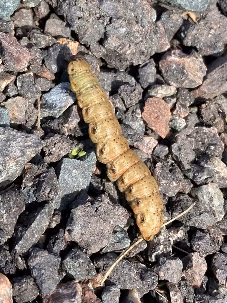 Shark Moth, Caterpillar
