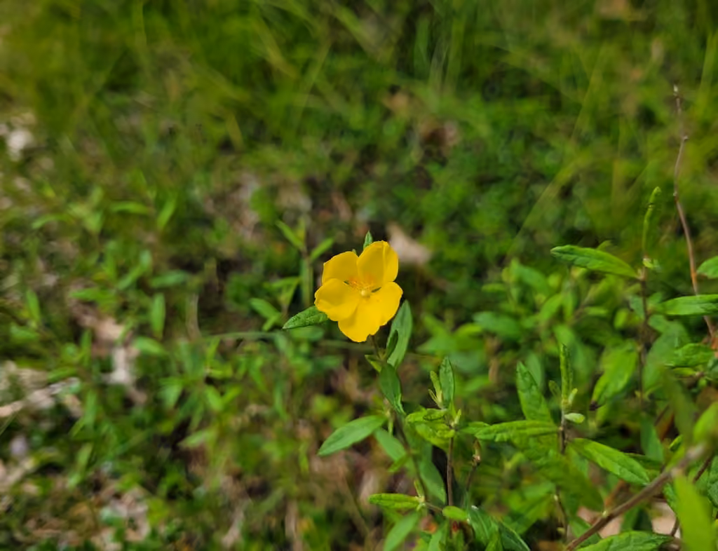 Hélianthème du Canada, En fleurs
