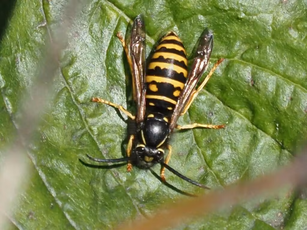 Vespe des forêts, Mâle