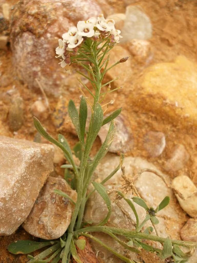 Sweet alyssum, In fruit