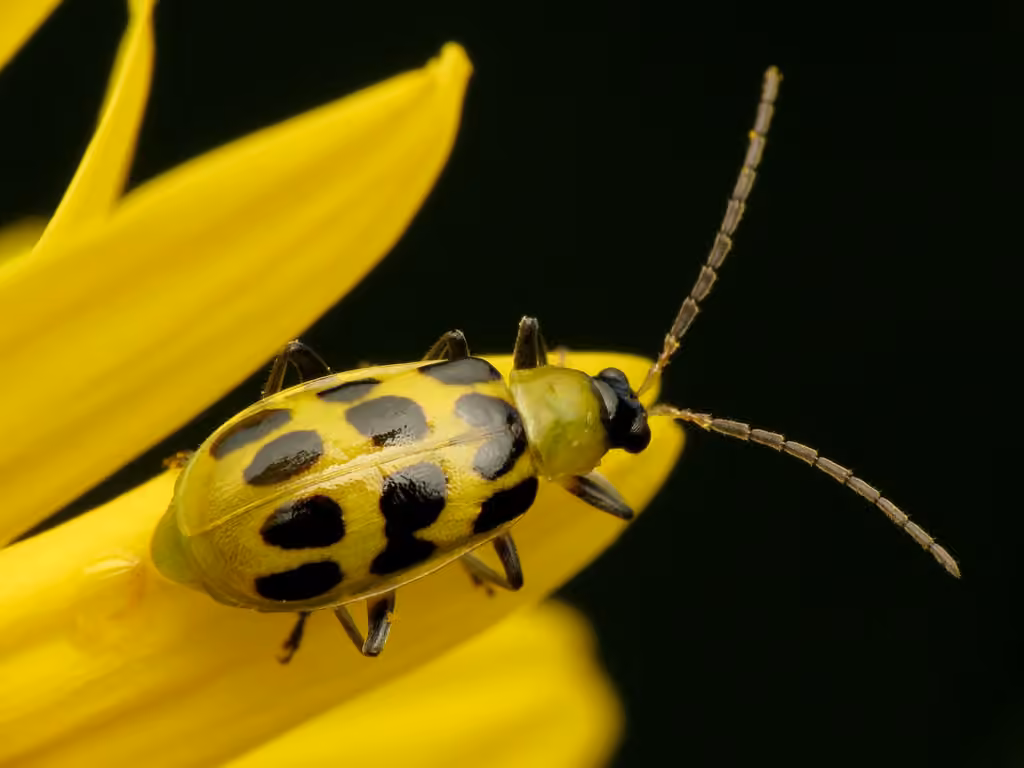 Spotted Cucumber Beetle, photo 1 of 5